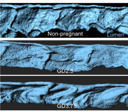 Dynamic folding of the mouse uterine lumen (blue) at different days of mouse pregnancy.