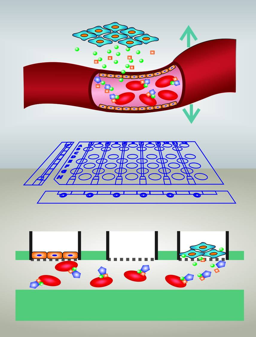A 3D printed device helps monitor cell to cell communication between pancreatic secretions and the circulation on a controlled in vitro platform