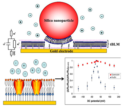 silica nanoparticles