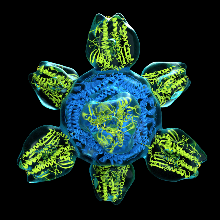 Prototype for universal flu vaccine
