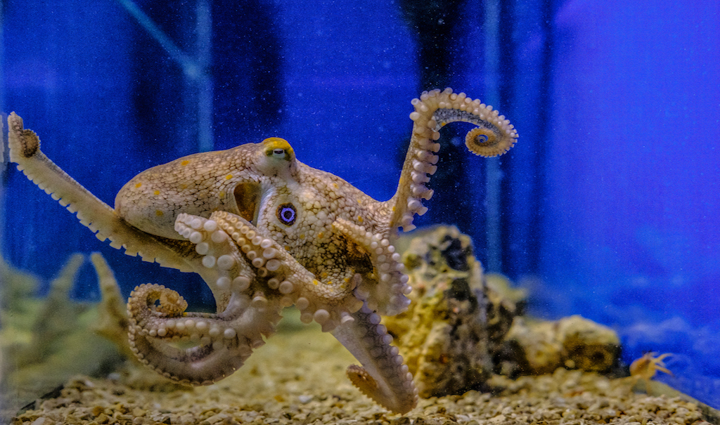 Image of an octopus in its tank